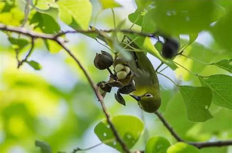 鳥不喜歡的植物|野生鳥兒的饕餮盛宴——食源植物丨花花萬物